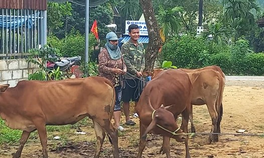 Một số con trong đàn bò cấp cho người dân bị lở mồm long móng. Ảnh: Nguyễn Đức Phú.