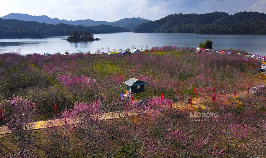 Và nếu gọi đúng thì đây là một “bán đảo” trên lòng hồ Pá Khoang thuộc xã Mường Phăng, TP Điện Biên Phủ. Trên đảo được trồng hàng nghìn cây hoa Anh Đào Nhật Bản với nhiều giống hoa khác nhau.