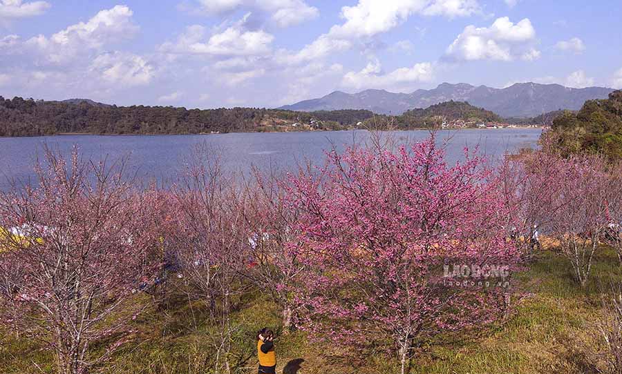 Đến nay, hàng nghìn cây hoa Anh Đào đã trở thành một phần của miền Hoa Ban và làm phong phú tiềm năng du lịch của tỉnh Điện Biên.