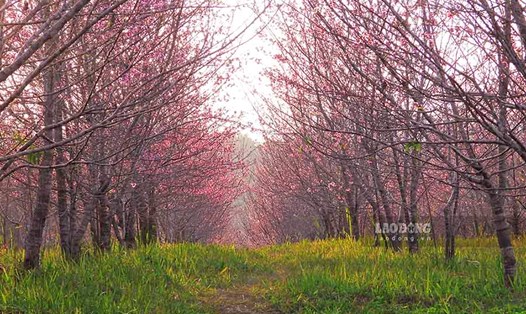 Hàng nghìn cây hoa Anh Đào bung nở rực rỡ trên mảnh đất lịch sử Điện Biên. Ảnh: Văn Thành Chương