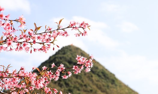 Mai anh đào hay còn gọi là “Pằng tớ dày” (tớ dày) theo tiếng Mông, là loài hoa đặc trưng ở vùng núi rừng phía Bắc, cao nguyên Lâm Đồng… Ảnh: Minh Dân
