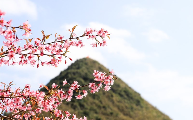 Mai anh đào hay còn gọi là “Pằng tớ dày” (tớ dày) theo tiếng Mông, là loài hoa đặc trưng ở vùng núi rừng phía Bắc, cao nguyên Lâm Đồng… Ảnh: Minh Dân