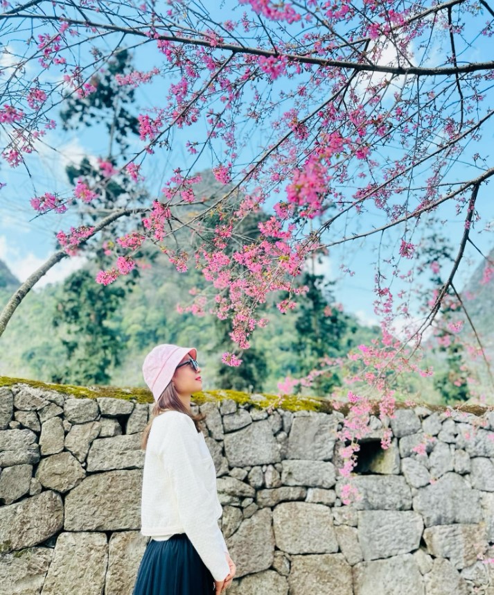 “Hoa anh đào đã nở rộ trên Cao Nguyên Đá Đồng Văn, mọi người nên tranh thủ sắp xếp thời gian đi ngắm hoa, nếu không chỉ 1 tháng nữa là hoa sẽ tàn hết. Ngoài ngắm hoa, bạn còn được trải nghiệm những nét văn hóa đặc sắc của người dân tộc nơi đây. Hà Giang mùa này khá lạnh, các điểm cách xa nhau, phải di chuyển nhiều nên mọi người nhớ mặc ấm để có 1 trải nghiệm trọn vẹn“, chị Dung chia sẻ.