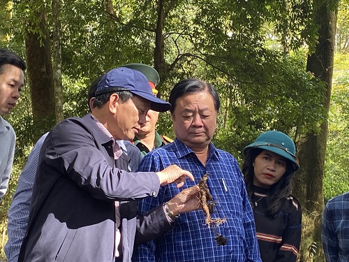 Bí thư Tỉnh ủy Kon Tum và Bộ trưởng Lê Minh Hoan khảo sát, tham quan vườn sâm Ngọc Linh tại xã Tê Xăng. Ảnh: Thanh Tuấn 