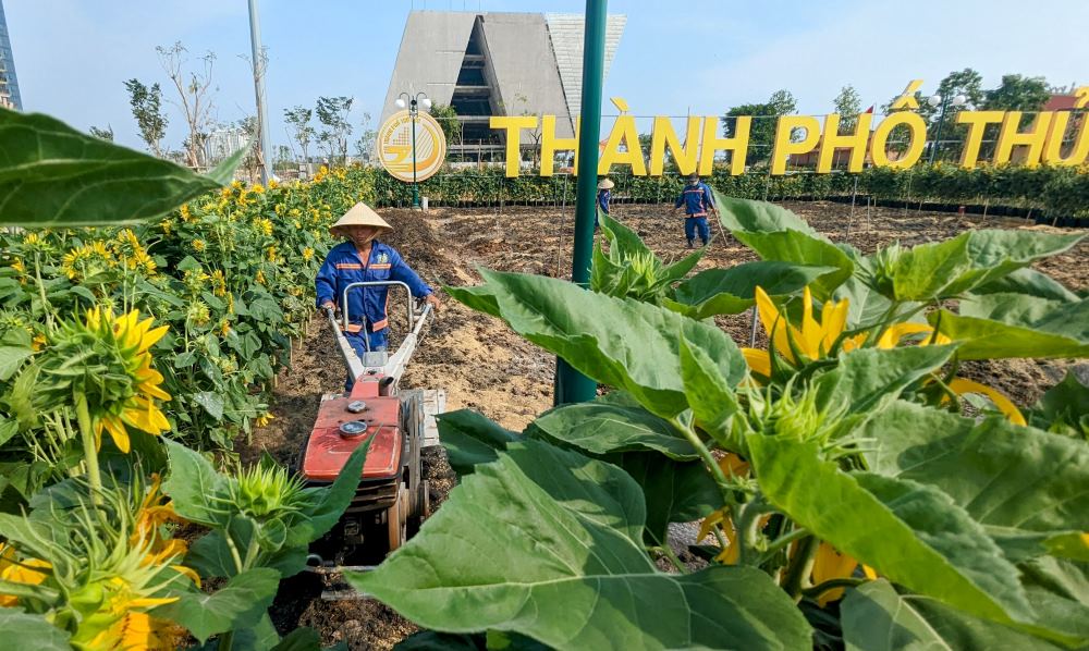 Trong tuần này, khoảng 20.000 cây hoa hướng dương mới sẽ được đơn vị thi công mang ra bờ sông Sài Gòn để trồng bổ sung, dự kiến đợt hoa này sẽ bung nở vào đúng dịp Tết nguyên đán”.  