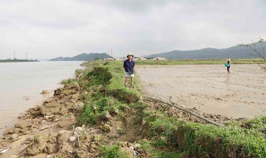 Bờ sông Lam sạt lở, "nuốt" mất nhiều ha đất màu, nay đã đe dọa đến đất ruộng của người dân. Ảnh: Trần Tuấn