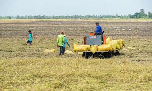 Nông dân Sóc Trăng đang khẩn trương thu hoạch lúa Đông Xuân 2023 - 2024. Ảnh: Phương Anh