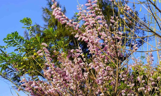 Mùa hoa đỗ mai nở đầu năm 2024, tại Mũi Nghinh Phong TP Vũng Tàu, Bà Rịa - Vũng Tàu. Ảnh: Thành An