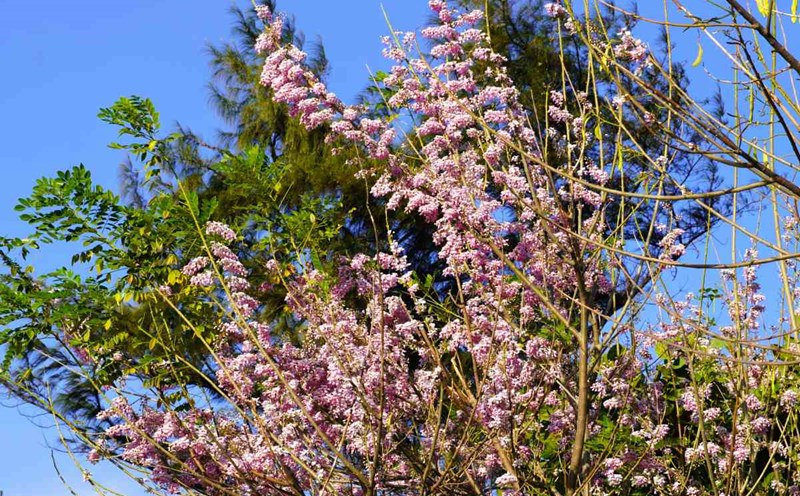 Mùa hoa đỗ mai nở đầu năm 2024, tại Mũi Nghinh Phong TP Vũng Tàu, Bà Rịa - Vũng Tàu. Ảnh: Thành An