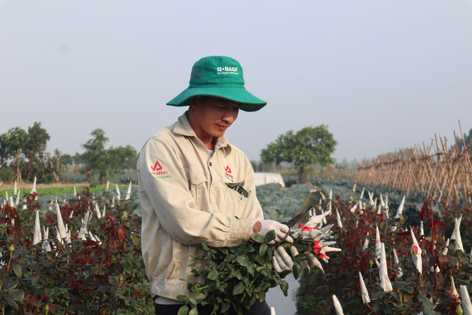 Thời tiết thất thường, nông dân trồng hoa Mê Linh thấp thỏm lo vụ Tết