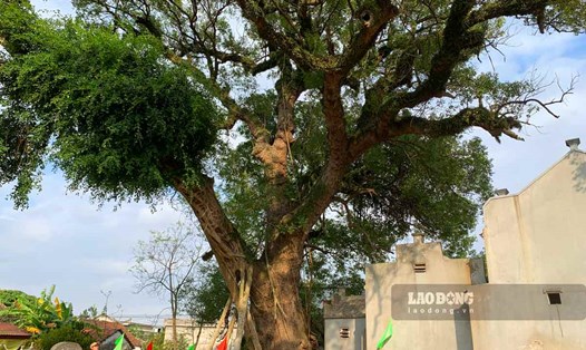 Ngắm cây đại lão dã hương gần 600 năm tuổi ở Nam Định. Ảnh: Lương Hà