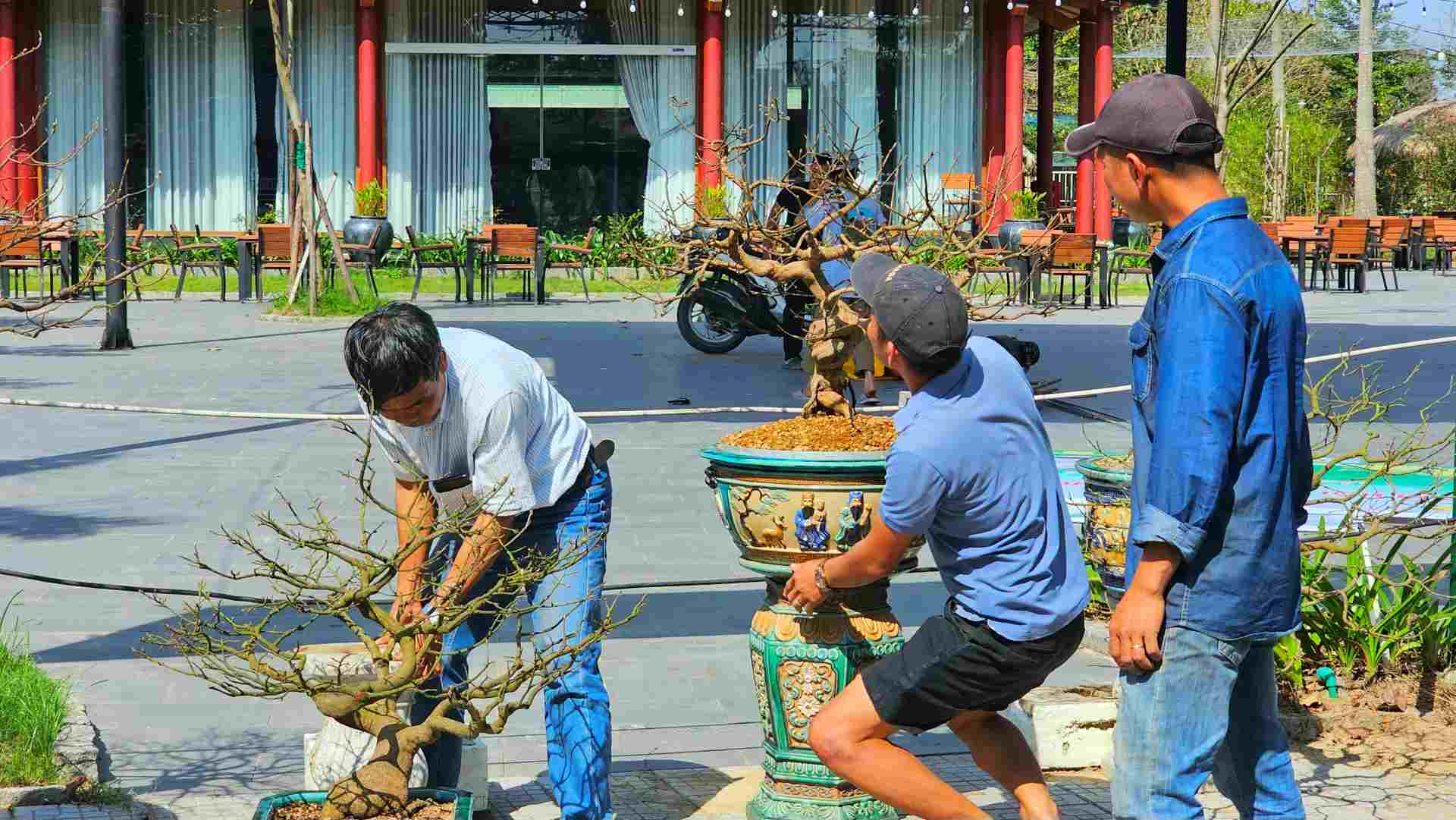 Ghi nhận của Lao Động, hàng trăm gốc mai đã được các nghệ nhân, chủ vườn vận chuyển đến chuẩn bị chỉnh chu để đón khách. 