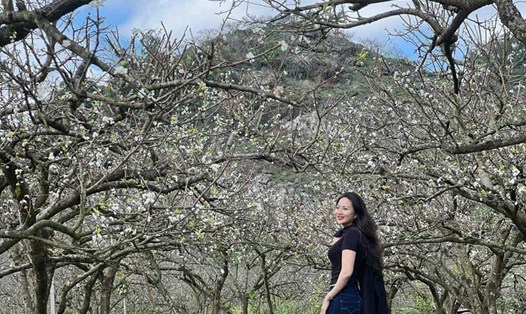 Ở Mộc Châu, Sơn La hoa mận nở rộ khắp các thung lũng, bản làng… ngày đầu xuân. Ảnh: NVCC.