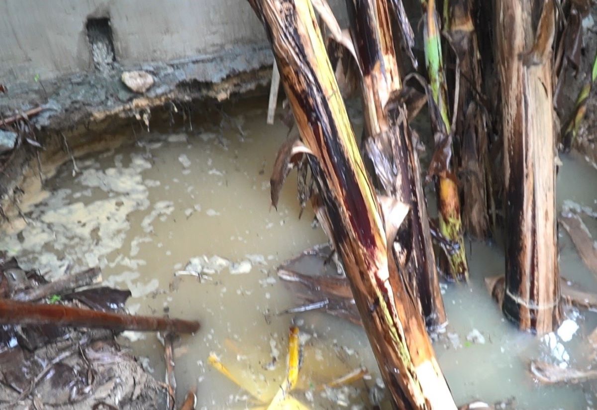 Sụt lún tạo thành hố sâu, “nuốt” cả bụi chuối ở huyện Cam Lộ vào tháng 10.2023. Ảnh: AV.