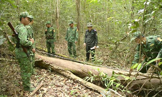 Cán bộ, chiến sĩ đồn Biên phòng Gành Dầu phối hợp với các lực lượng chức năng tuần tra, bảo vệ diện tích rừng phụ trách. Ảnh: Tiến Vinh