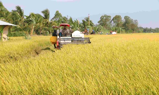 Nhiều nông dân ở Sóc Trăng cam kết bán lúa cho doanh nghiệp dù có sự chênh lệch với giá thị trường. Ảnh: Phương Anh