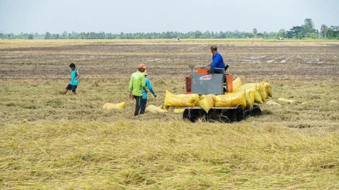 Năm 2023, doanh nghiệp, thương lái thu mua lúa ở Sóc Trăng ngay từ đầu vụ với diện tích 41.478 ha. Ảnh: Phương Anh