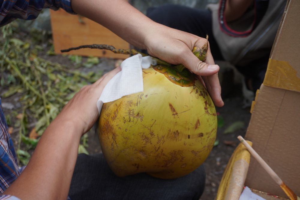 Dừa được gia đình anh Vũ nhập từ các vựa dừa ở miền Tây. Để tạo ra được dừa dát vàng đẹp mắt thì trái dừa nguyên bản phải to, tròn, căng bóng và ít vết nứt.
