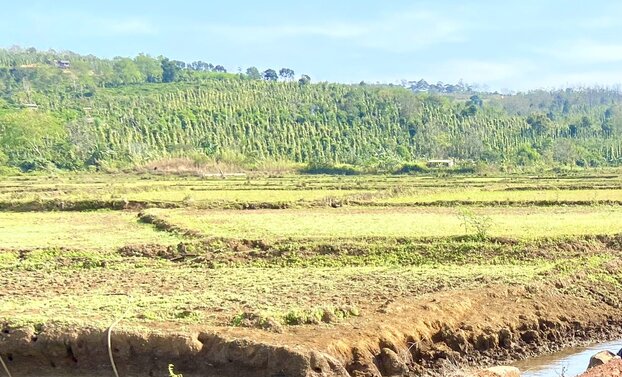 Ruộng đồng của người dân đang bỏ hoang vì thiếu nước sản xuất. Ảnh: Phan Tuấn