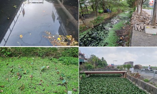 Kênh S40 và nhiều kênh, mương khác trên địa bàn xã Yên Tiến ô nhiễm, người dân trồng sen và thả bèo để giảm mùi hôi thối. Ảnh: Hà Vi