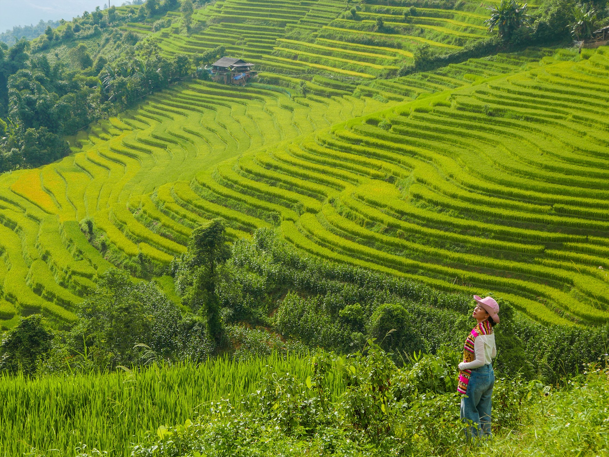 Sắc xanh còn phủ khắp Sa Pa, Lào Cai đầu mùa lúa chín vào tháng 8. Tùy vào thời tiết và địa lý, những thửa ruộng bậc thang ở Sa Pa sẽ lần lượt chín. Ảnh: Dương Dương Blog