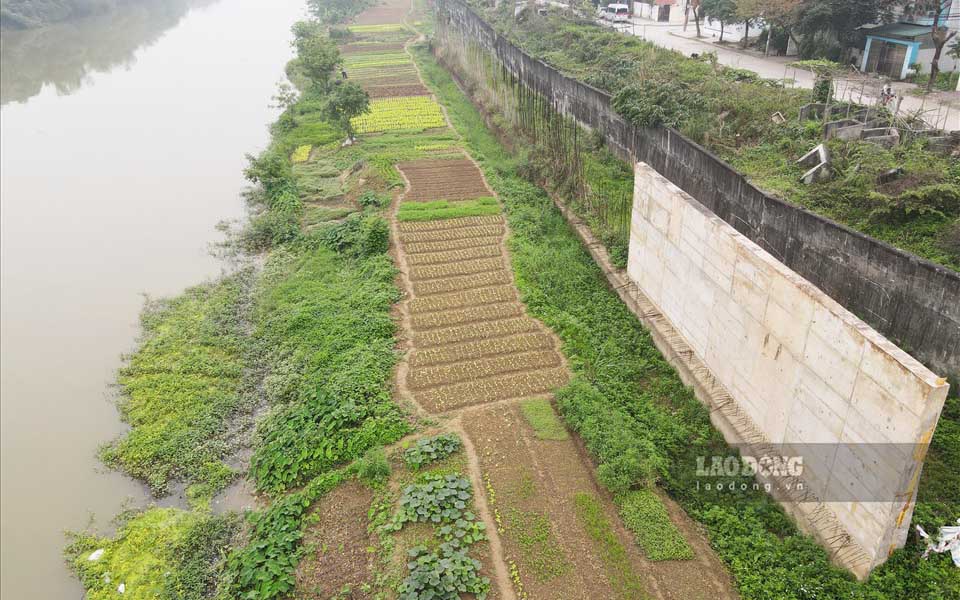 Dự án sông Cầu chỉ còn là những bờ kè bê tông trơ lõi thép han gỉ, sụt lún bên những luống rau xanh tốt dọc sông Cầu. Ảnh: Nguyễn Tùng.