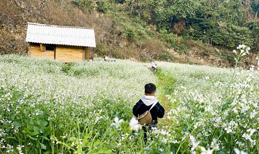 Đến Mộc Châu thời điểm này, hoa cải trắng vẫn đang nở rộ. Ảnh: NVCC.