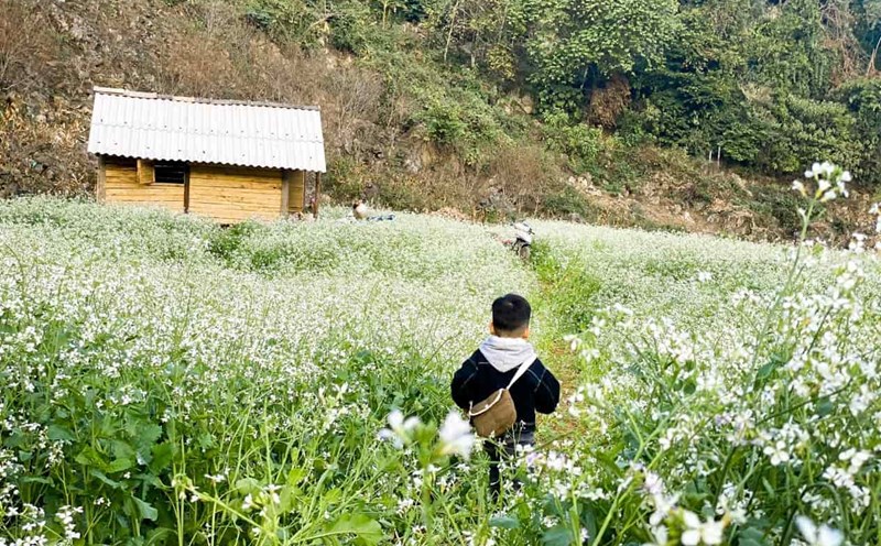 Đến Mộc Châu thời điểm này, hoa cải trắng vẫn đang nở rộ. Ảnh: NVCC.