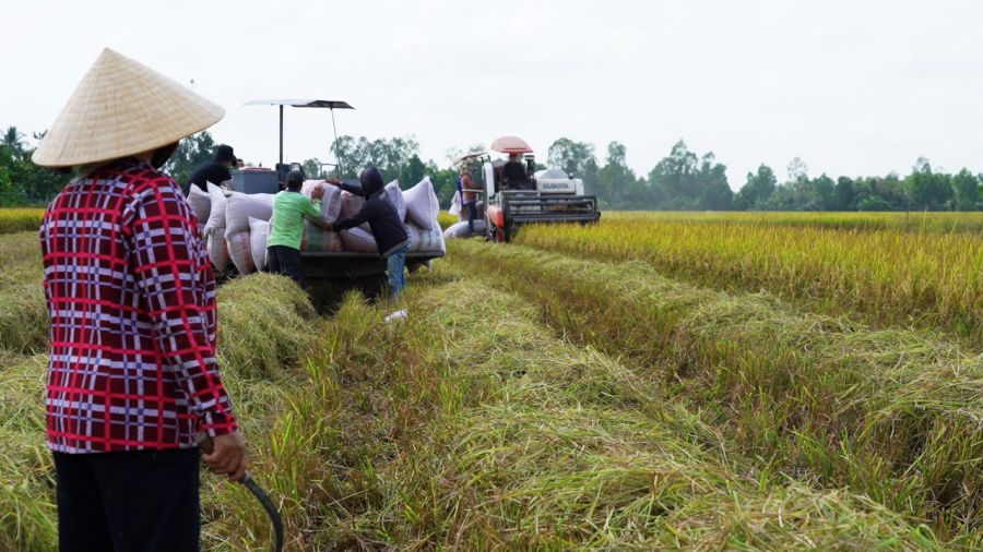 Xuất khẩu gạo dự báo mang về 5,3 tỉ USD trong năm 2024.  Ảnh: Tân Long