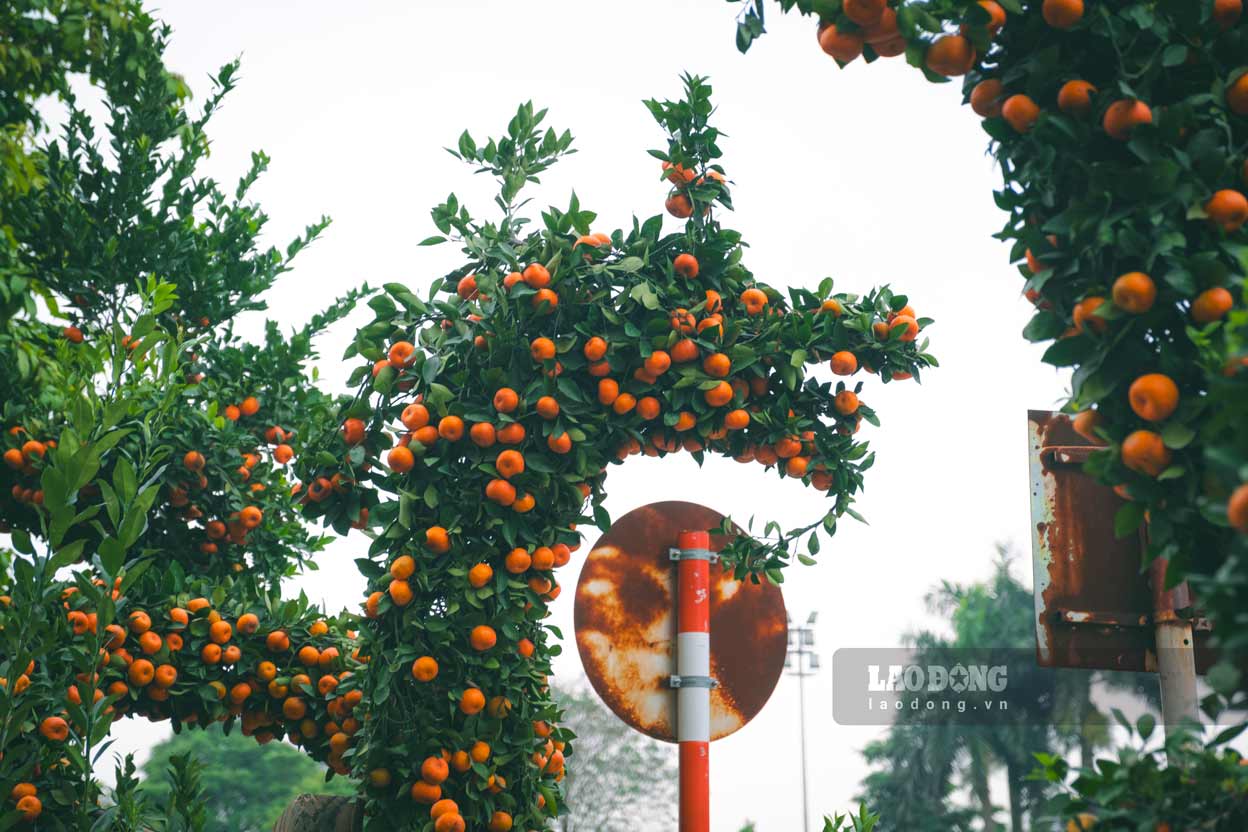 “Năm nay năm Giáp Thìn, tôi đã ấp ủ ý tưởng này trong vòng 11 năm, thực hiện đôi rồng này mất 5 năm để Tết năm nay có thể trưng bày sản phẩm tâm huyết này của mình tới những người dân Thủ đô.” - Anh Nguyễn Thụ (Nghệ nhân cây cảnh) người sáng tạo ra cặp quất hình rồng tự hào chia sẻ.