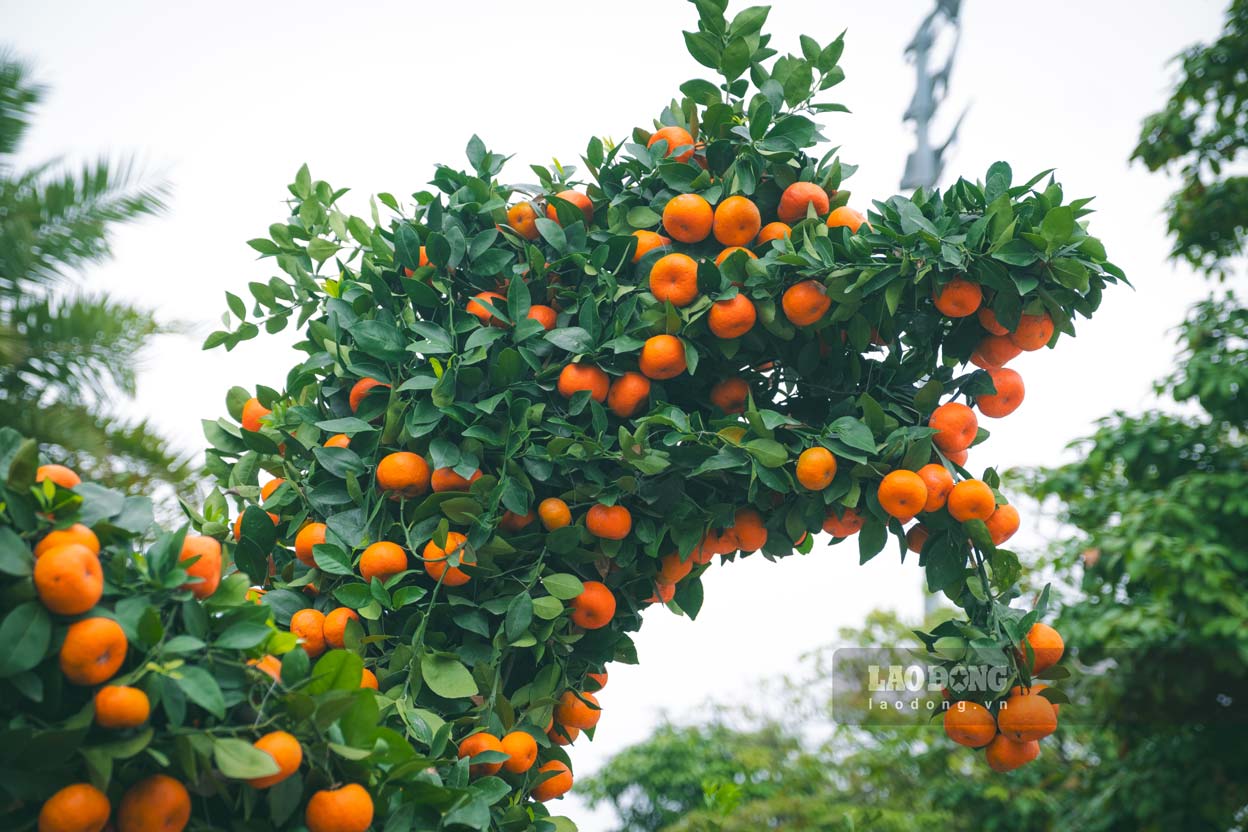 Theo anh Thụ, cặp quất hình rồng mang ý nghĩa “Long Vân gặp hội“, với mong muốn mang lại giàu sang, phú quý, tài lộc, thịnh vượng cho những ai sở hữu nó.