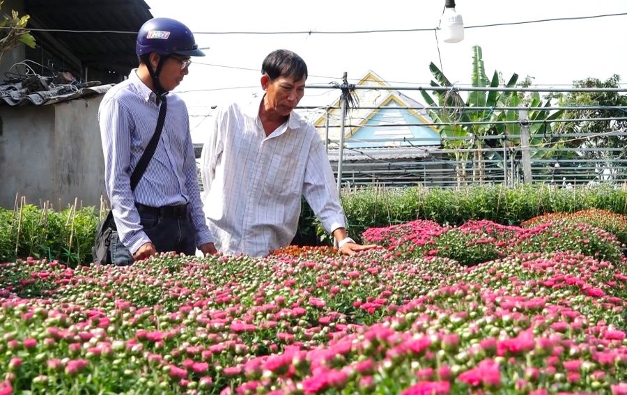 Nông dân Trần Văn Út Hùng (phải) phấn khởi khi số cúc mâm xôi đa sắc trồng bán Tết được thương lái đặt mua hết. Ảnh: Thanh Thanh