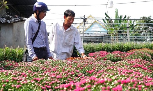 Nông dân Trần Văn Út Hùng (phải) phấn khởi khi số cúc mâm xôi đa sắc trồng bán Tết được thương lái đặt mua hết. Ảnh: Thanh Thanh