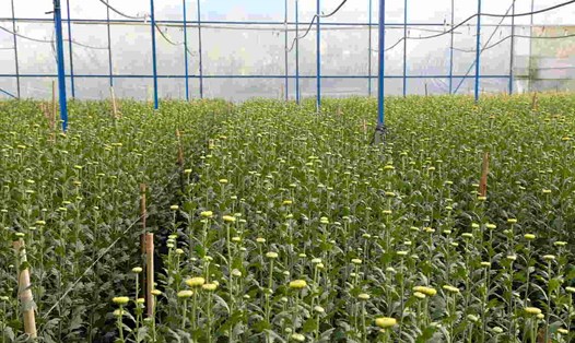 Người trồng hoa lo ngại về sức mua sẽ tác động đến nhà vườn tại TP Đà Lạt. Ảnh: Mai Hương