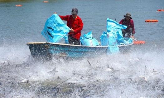 Theo Giám đốc khu du lịch Cồn Sơn Miền Nam (TP Cần Thơ), hoạt động cho đàn cá tra ăn là một trong những điểm nhấn thu hút du khách. Ảnh: Yến Phương