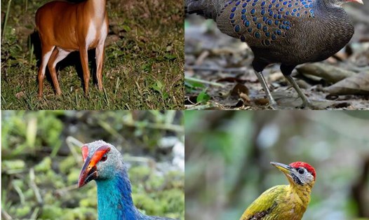 Hình ảnh các loài động vật hoang dã phong phú tại Vườn quốc gia Cát Tiên. Ảnh: Đỗ Doãn Hoàng