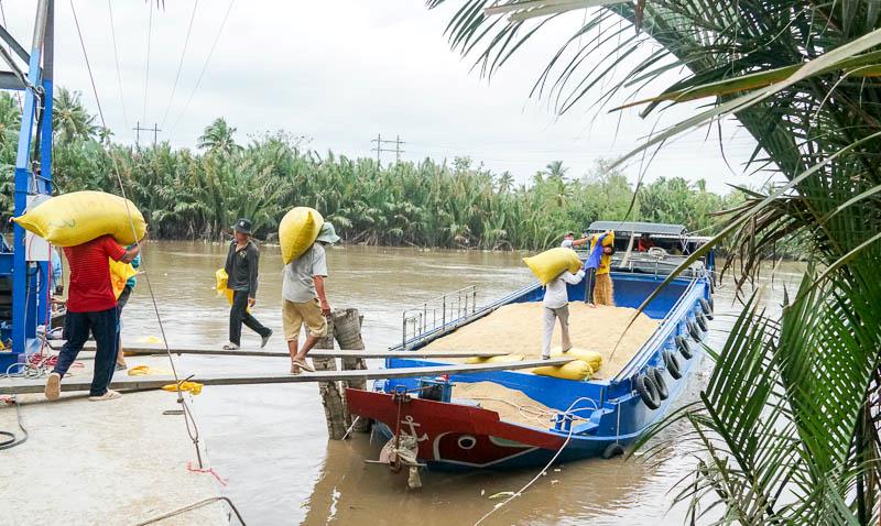 Chi cục Trồng trọt và Bảo vệ thực vật tỉnh Sóc Trăng, vụ lúa Đông Xuân 2023-2024 tỉnh có kế hoạch xuống giống 171.000 ha. Đến nay, các địa phương như huyện Long Phú, huyện Trần Đề đã bắt đầu thu hoạch với diện tích gần 20.000 ha, năng suất ước đạt trên 6 tấn/ha, sản lượng 109.487 tấn