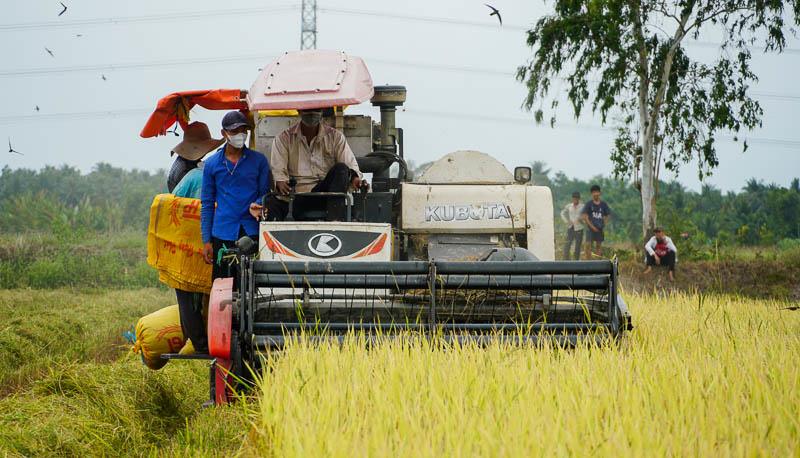 Ông Đặng Văn Liêu - thành viên HTX Hưng Lợi (Long Phú, Sóc Trăng) trồng gần 1ha lúa ST25, năng suất đạt 9 tấn/ha, bán với giá 11.500 đồng/kg, lợi nhuận khoảng 7 triệu đồng/ha. “Chưa bao giờ lúa có giá cao kỷ lục như hiện nay nên lợi nhuận người trồng lúa cũng được nâng lên“, ông Liêu vui vẻ cho biết.