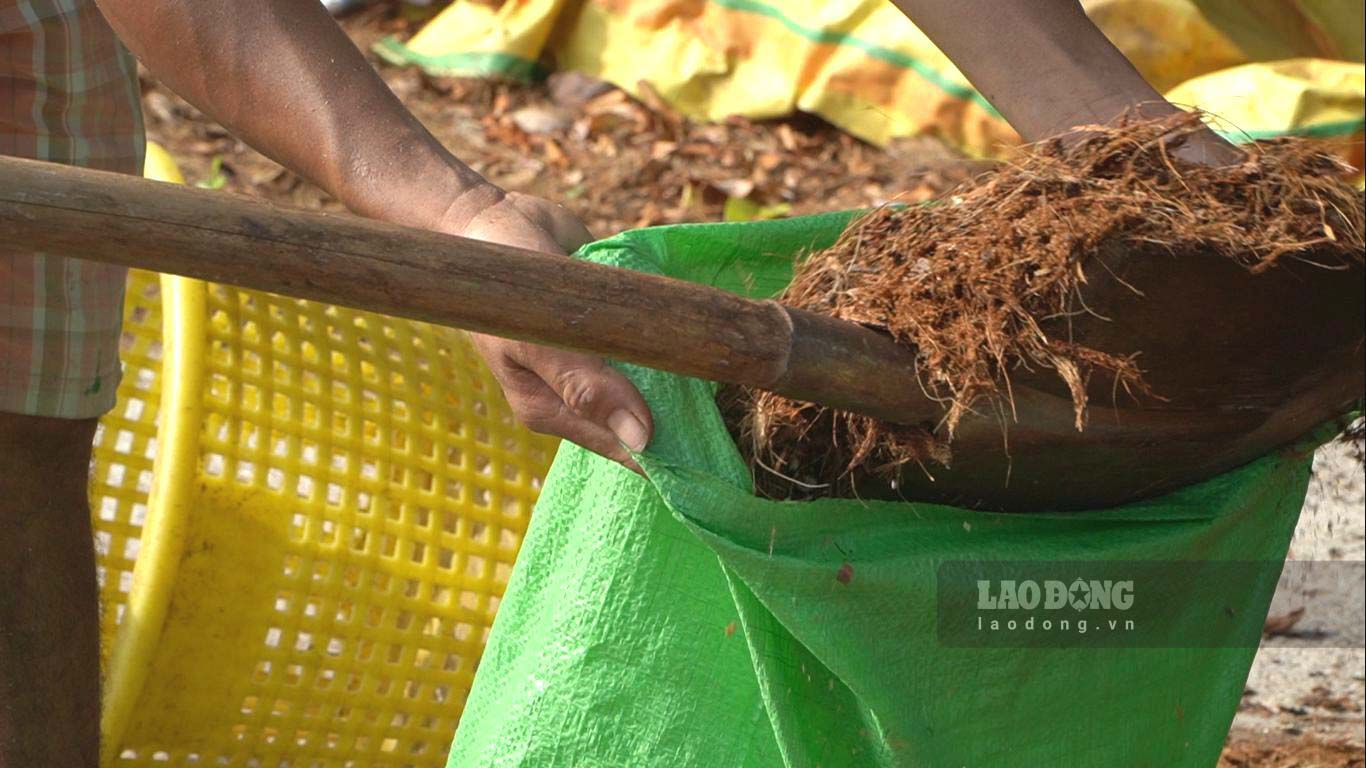 Anh kỷ cho hay, 2 tháng trở lại đây nhu cầu mua mùn dừa tăng 10 lần vì rất nhiều nơi trồng hoa tết. Nhóm của anh phải làm việc liên tục nhưng sản xuất ra bao nhiêu cũng không đủ cung. Nếu làm hết công suất có thể xay 150 bao/ngày, trừ hết chi phí nhân công còn lời hơn 2 triệu đồng. Mỗi bao mùn dừa có giá 25.000 đồng, với sợi xơ dừa, anh Kỷ bán rẻ cho các nhà vườn đắp các gốc cây. 