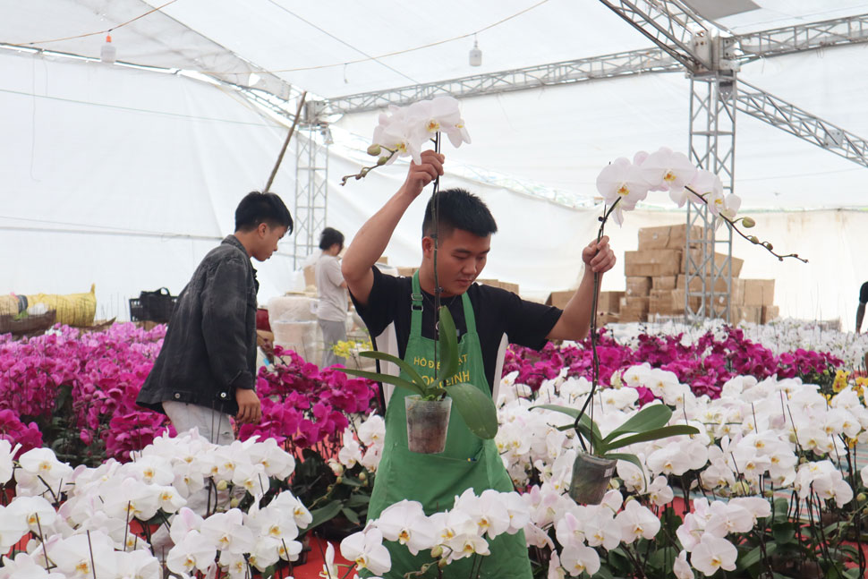 Những ngày này các thợ cắm hoa làm việc liên tục 24/7. Chủ các gian bán lan phải thuê 10 -12 thợ phụ giúp các công việc như cắm, tưới và vận chuyển hoa.