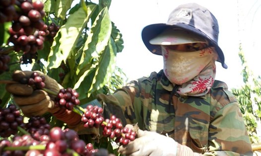 Nông dân tỉnh Đắk Nông phấn khởi khi giá cà phê nhân đang tăng cao nhất từ trước đến nay. Ảnh: Bảo Lâm