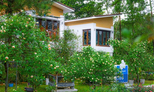 Vườn hồng cổ thụ nằm trong một khu du lịch ở xã Ngọc Thanh, TP Phúc Yên, tỉnh Vĩnh Phúc. Ảnh: AN NHIÊN