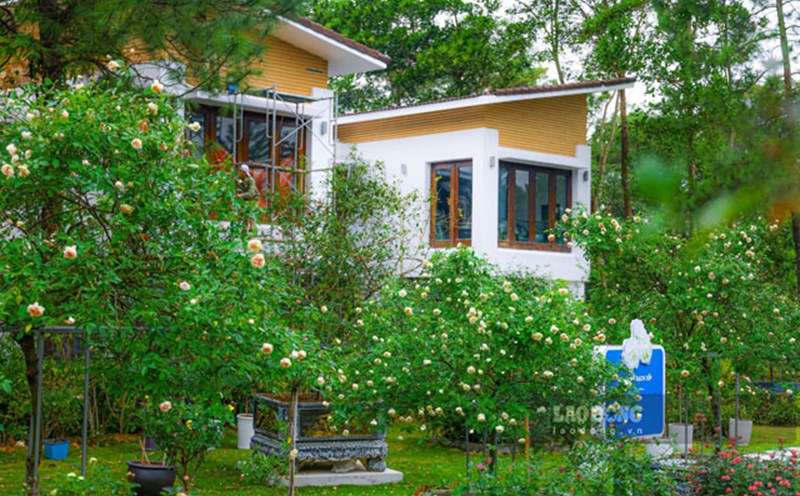 Vườn hồng cổ thụ nằm trong một khu du lịch ở xã Ngọc Thanh, TP Phúc Yên, tỉnh Vĩnh Phúc. Ảnh: AN NHIÊN