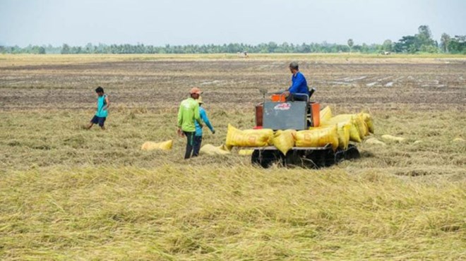 Nông dân Sóc Trăng, Hậu Giang chịu thiệt để giữ chữ tín