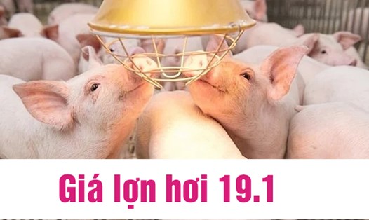 Giá lợn hơi hôm nay 19.1: Tiếp đà tăng trên diện rộng