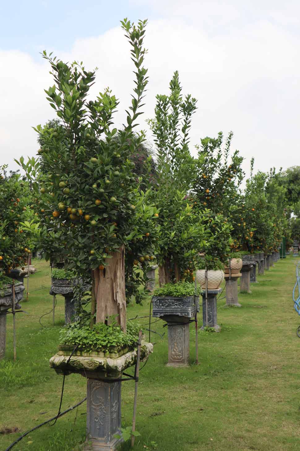 Do thời tiết thuận lợi nên phần lớn các vườn quất cảnh đón Tết Giáp Thìn 2024 tại Tứ Liên đều cho quả to tròn, lá xanh và kiểu dáng đẹp.