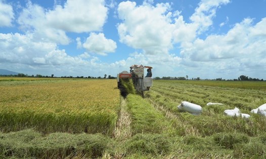 Giá lúa tăng cao, nông dân thu lợi nhưng doanh nghiệp xuất khẩu gạo bị thua lỗ. Ảnh: Tân Long