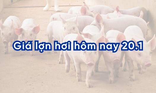 Giá lợn hơi hôm nay 20.1: Miền Nam tiếp đà tăng cao nhất 2.000 đồng/kg