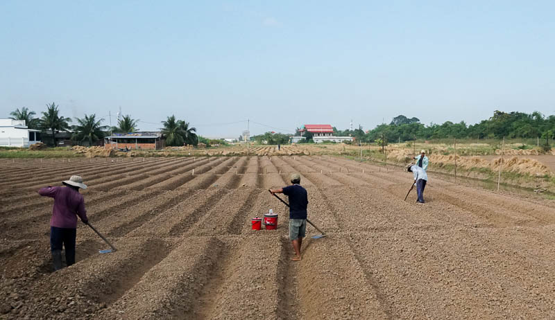 Đi dọc các tuyến đường Quốc lộ Nam Sông Hậu đoạn từ xã Vĩnh Hải đến thị xã Vĩnh Châu (Sóc Trăng) dễ dàng bắt gặp những ruộng hành đang được bà con nông dân tất bật cải tạo đất để xuống vụ hành chính trong năm.