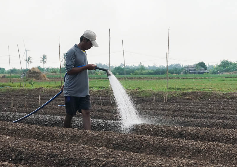 Một nông dân đang tưới nước cho đất mềm để dễ trồng hành